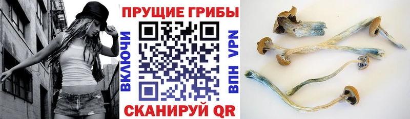 Псилоцибиновые грибы Psilocybe  Купить где  Старая Русса 